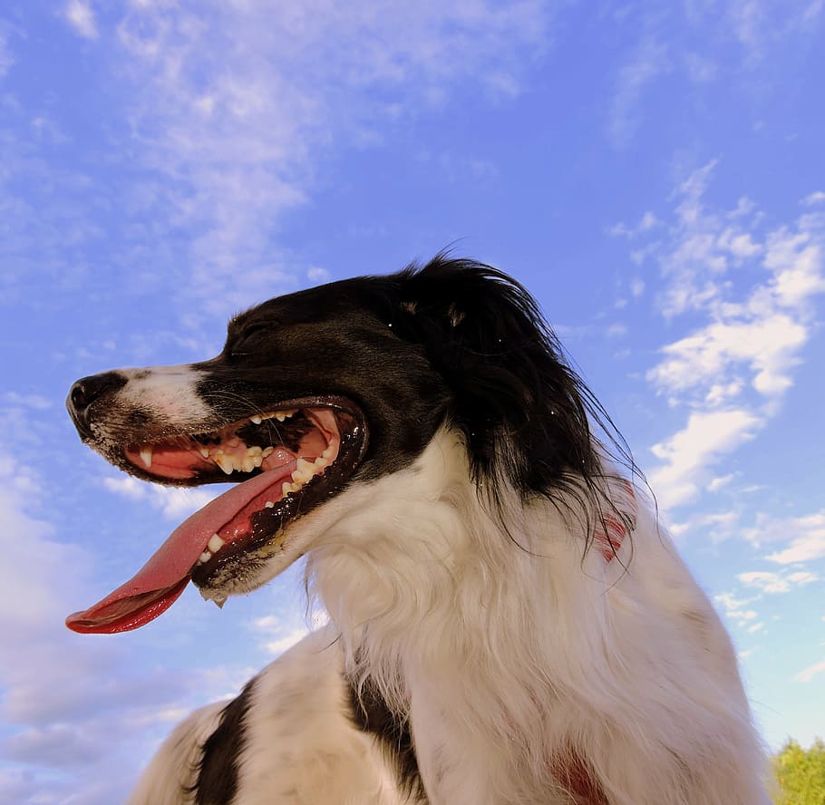 dog, language, slime, sky, animal, breathe, nature, pets, canine HD wallpaper