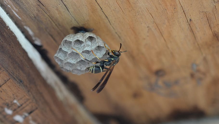 insect, wasp, animal, nest, building, animal themes, animal wildlife HD wallpaper