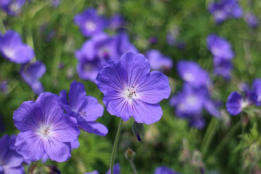 blue geranium, cranesbill, blossom, bloom, pointed flower, wild flower HD wallpaper