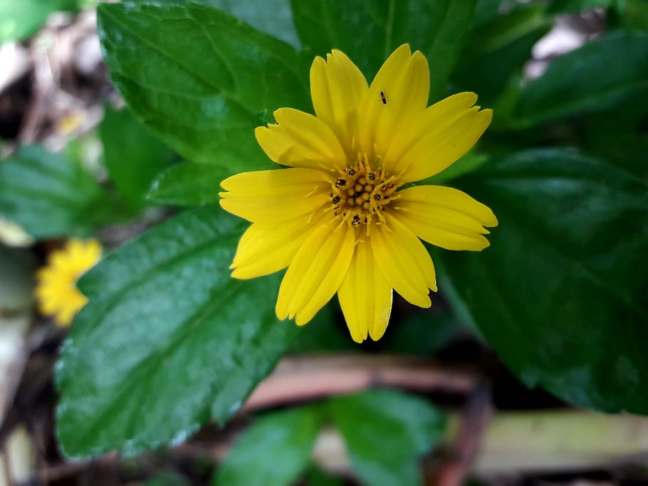 greenery, flower, yellow, flowering plant, fragility, petal HD wallpaper