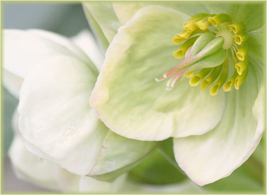 white and green petaled flower in closeup photo, blossom, bloom