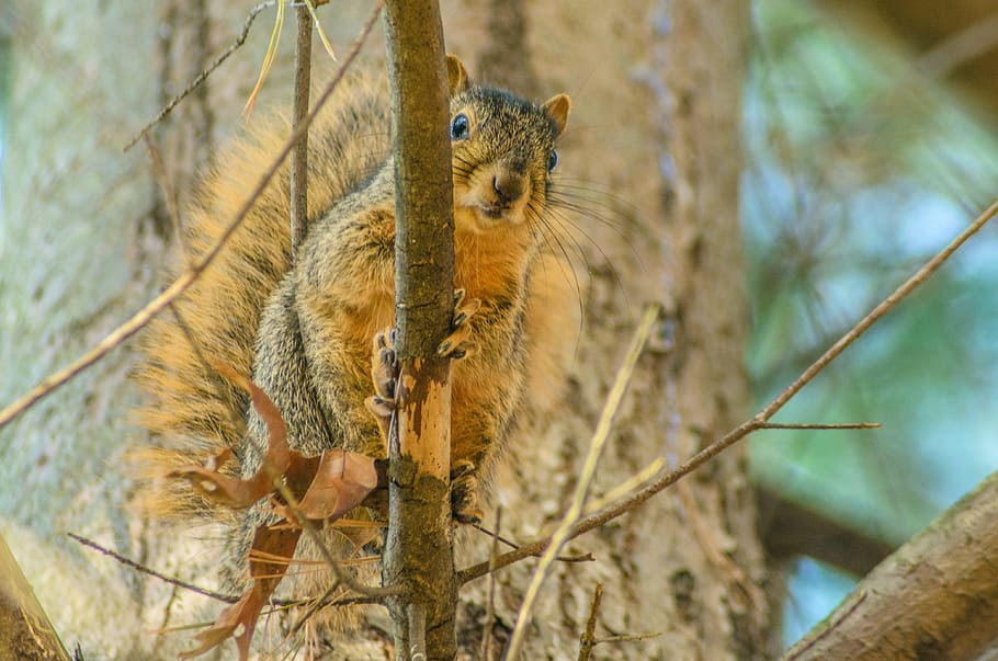 squirrel, tree, animal, nature, forest, wildlife, cute, mammal HD wallpaper