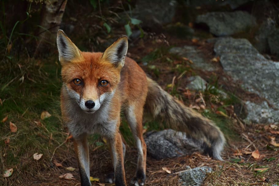 shallow focus photography of fox, photo of red fox, animal, wildlife HD wallpaper
