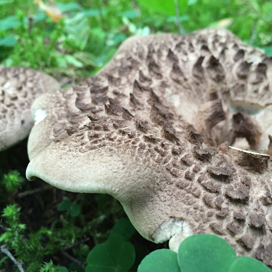 mushroom, scaly, mark, close-up, animal, animal themes, one animal HD wallpaper