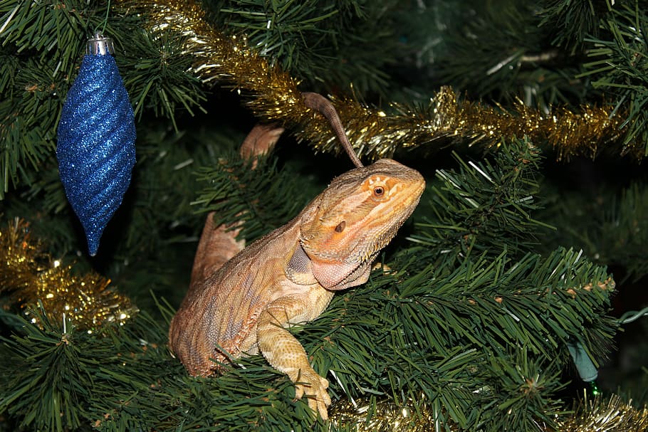 Bearded Dragon, Dragon, Lizard, Reptile, wildlife, animal, yellow HD wallpaper