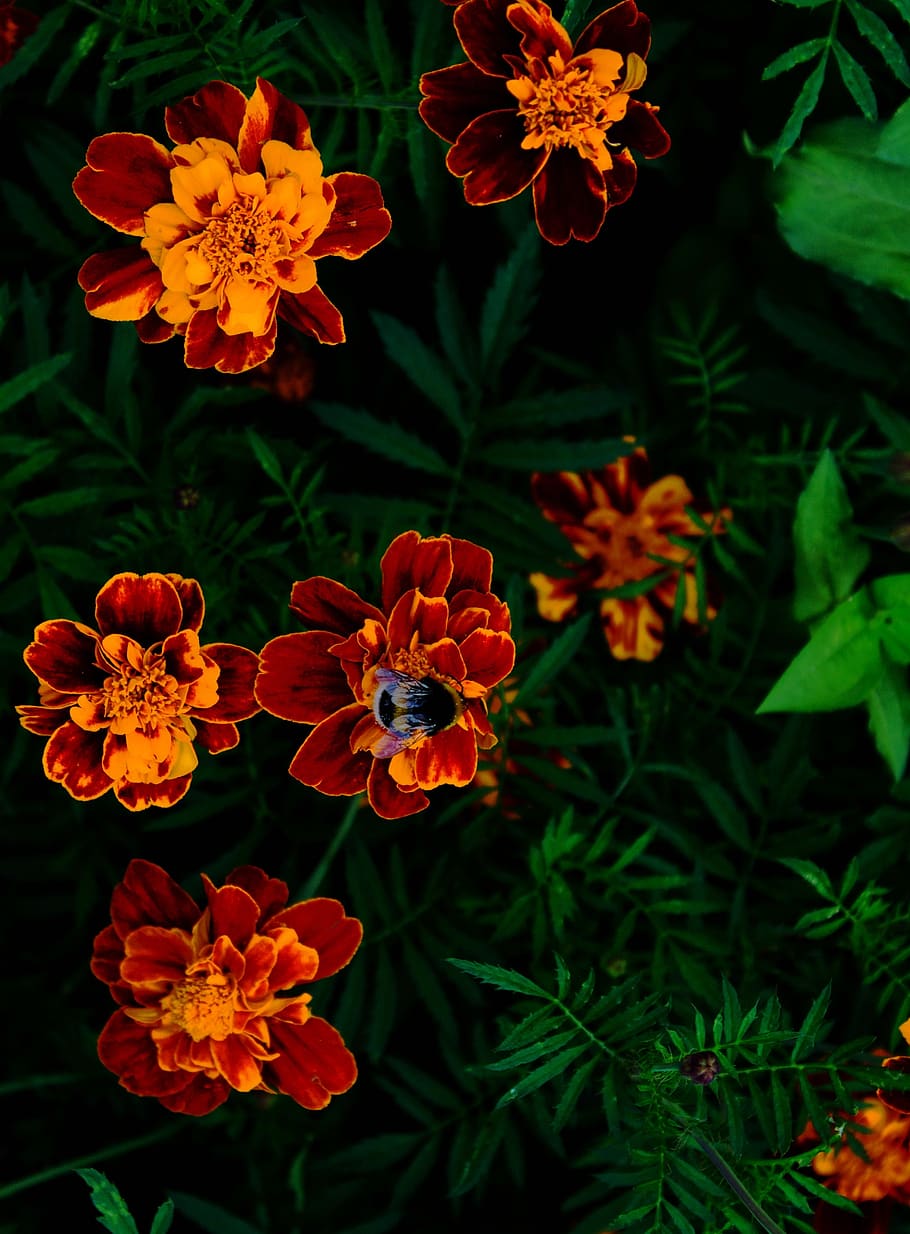 summer, flowers, bumblebee, flowering plant, fragility, vulnerability HD wallpaper