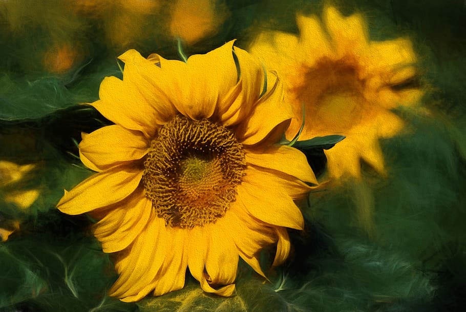 Summer, Sunflower, Bloom, Closeup, large, bright, nature, yellow HD wallpaper