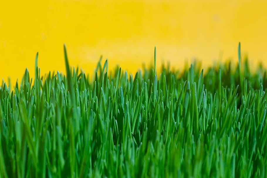 grass, green, yellow, summer, environment, spring, growth, nature HD wallpaper