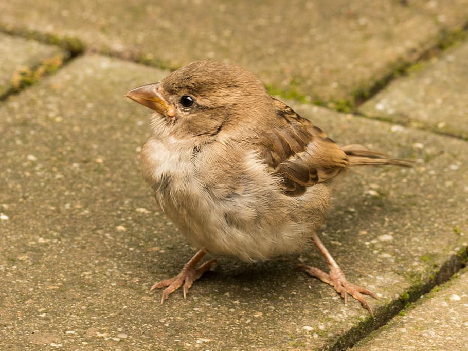 sparrow, cheeky, sperling, animal wildlife, one animal, animals in the wild HD wallpaper