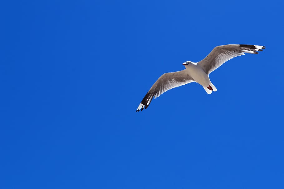 seagull at sky, bird, blue sky, clear sky, dom, one animal, animals in the wild