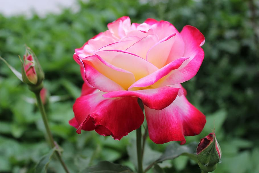 flower, rose, red, flowering plant, beauty in nature, freshness HD wallpaper