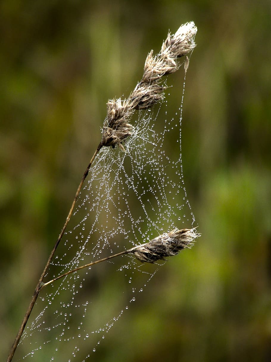 cobweb, dewdrop, nature, plant, spider web, focus on foreground HD wallpaper