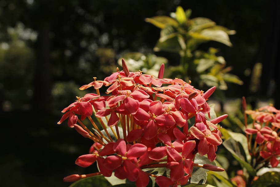 macro, flower, pink, spring, blossom, bloom, natural, tropical flowers HD wallpaper