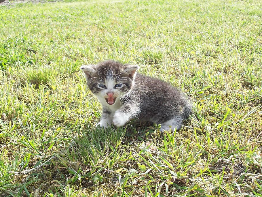 gray and white tabby cat on green grass at datyime, kitten HD wallpaper