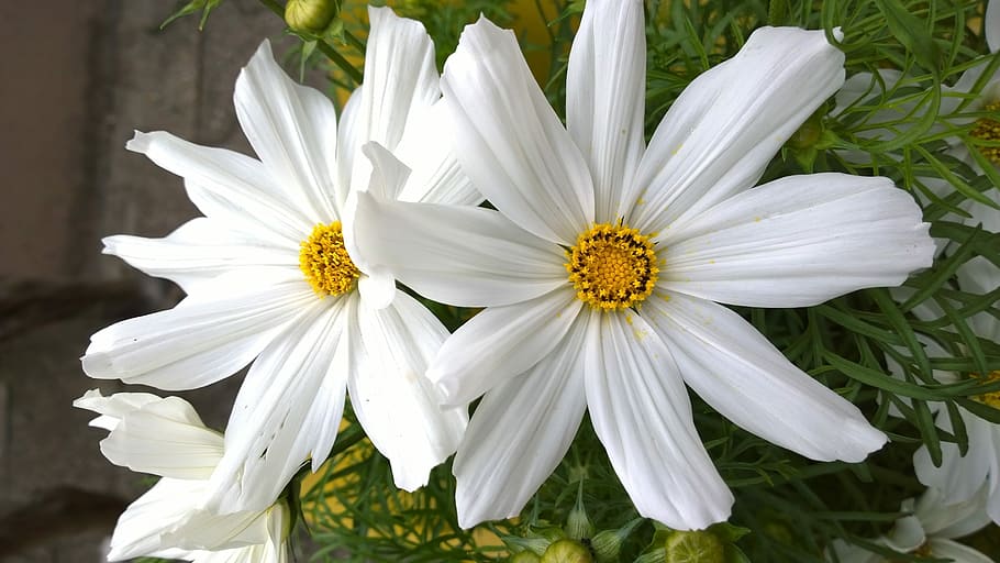 close, flower, daisies, flowering plant, freshness, vulnerability HD wallpaper