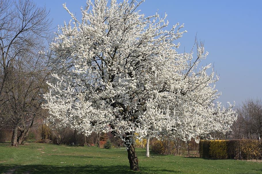 tree, white, white flowers, nature, park, spring, field, environment HD wallpaper
