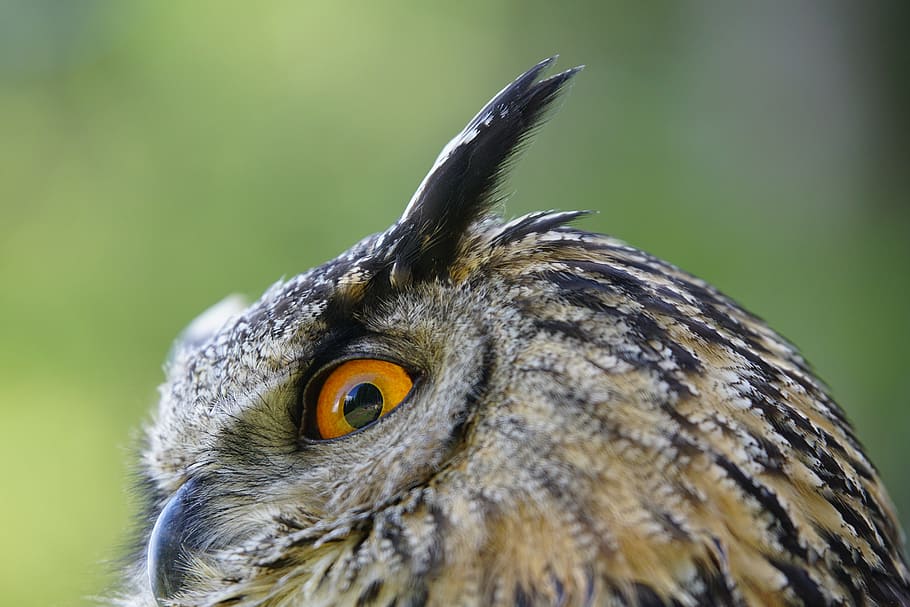 selective focus photograph of owl, real, bird, eagle-owl, animals, HD wallpaper