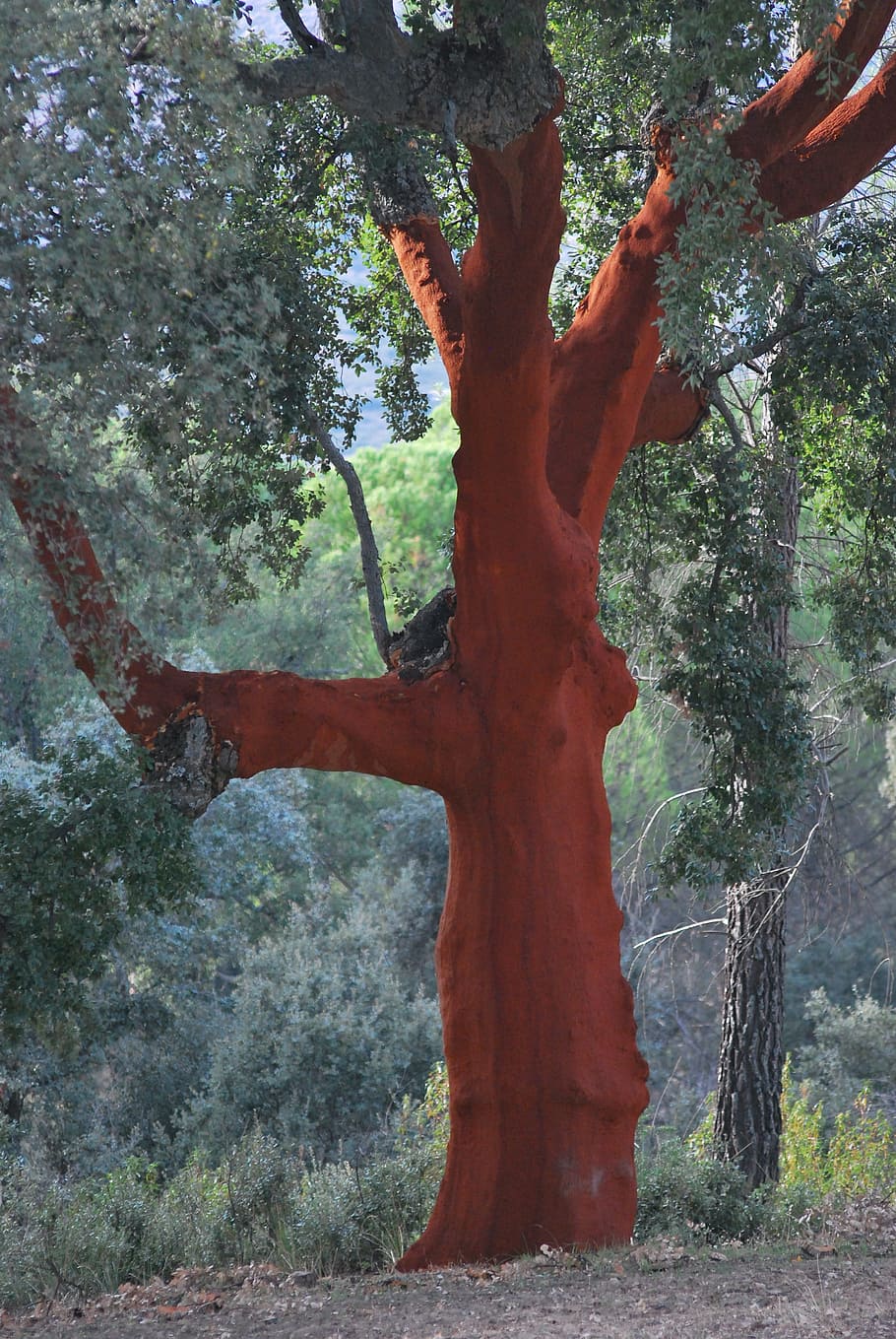 cork oak, red, bark, tree, plant, tree trunk, nature, land HD wallpaper