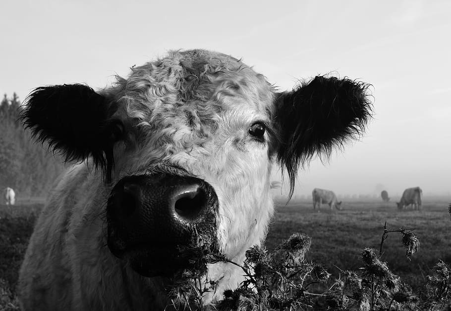 cow head black and white