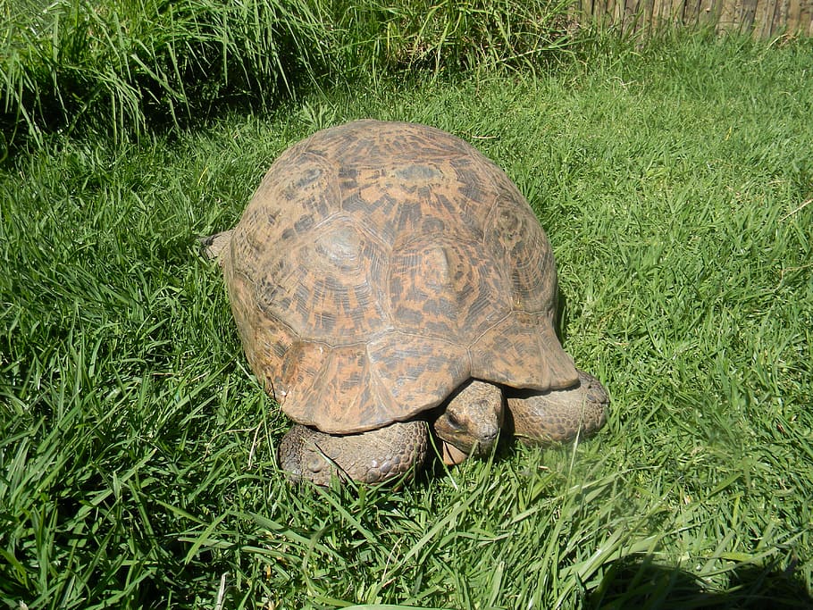 turtle, animals, nature, shell, reptile, grass, animal wildlife HD wallpaper