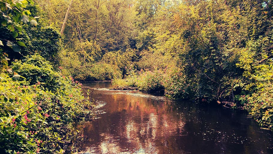 Nature, Forest, Lake, Natural, green, outdoor, sun, landscape HD wallpaper