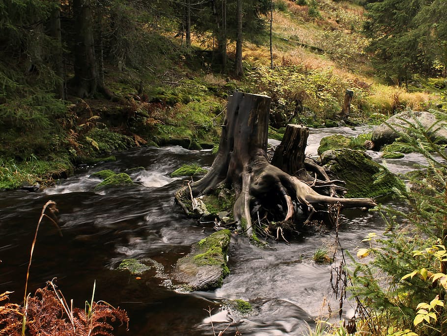 strain, water, stump, tree, plant, forest, land, beauty in nature HD wallpaper