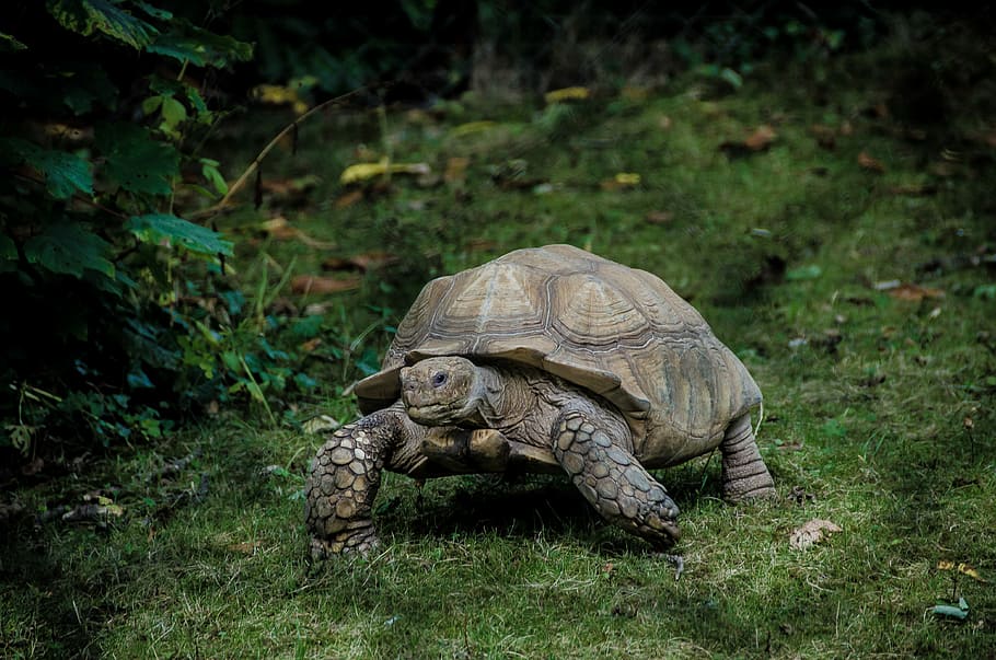 gray tortoise walking on green grass field, wildlife photography of walking turtle, HD wallpaper