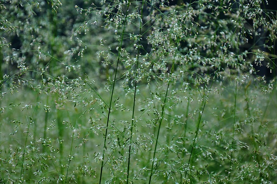 flowering grass, forest, summer, herbs, plant, growth, green color HD wallpaper
