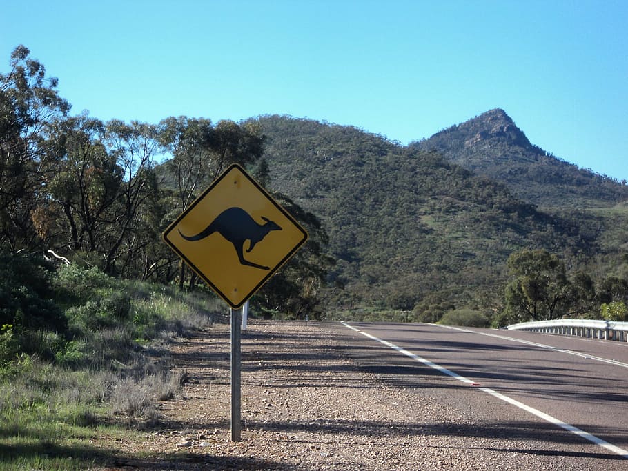 australia, road, kangaroo, mountain, sign, symbol, communication HD wallpaper