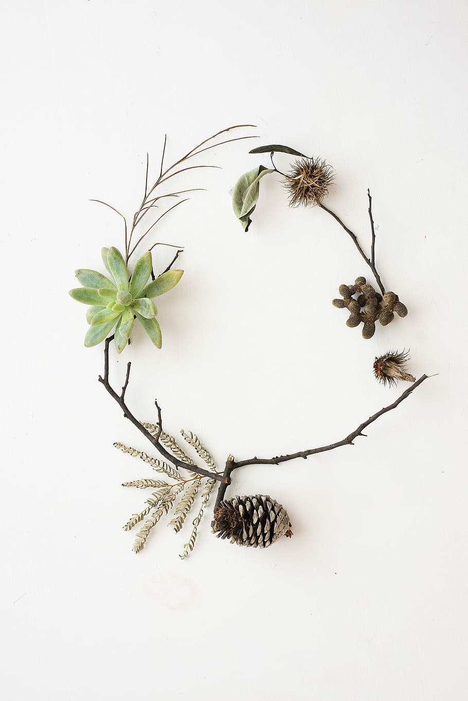 green succulent plant and pinecone, flat lay photo of green succulent plant with pine cone nut HD wallpaper