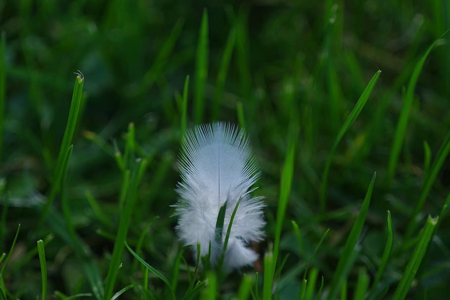 feather, down, white, slightly, fluffy, grass, rush, featherweight HD wallpaper