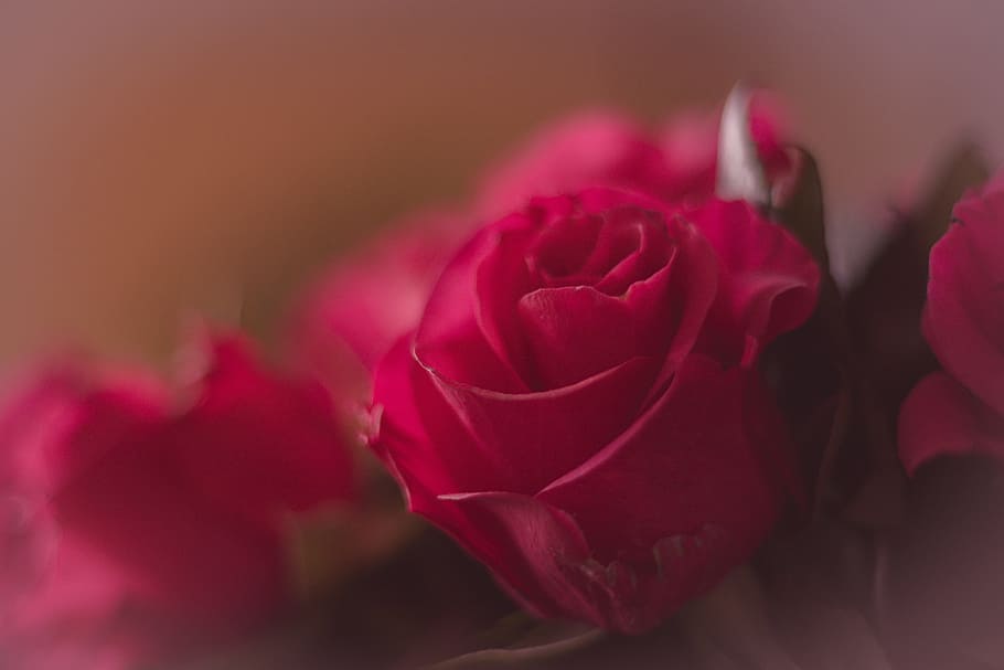 tulip, flower, red, old, multiple, flowering plant, beauty in nature HD wallpaper