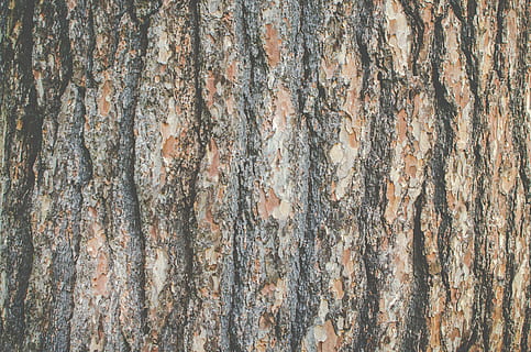 Hd Wallpaper Face On Tree Bark Female Face In Tree Weirwood