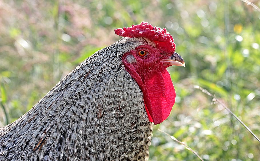 hahn, gockel, poultry, cockscomb, pride, male fowl, feather HD wallpaper