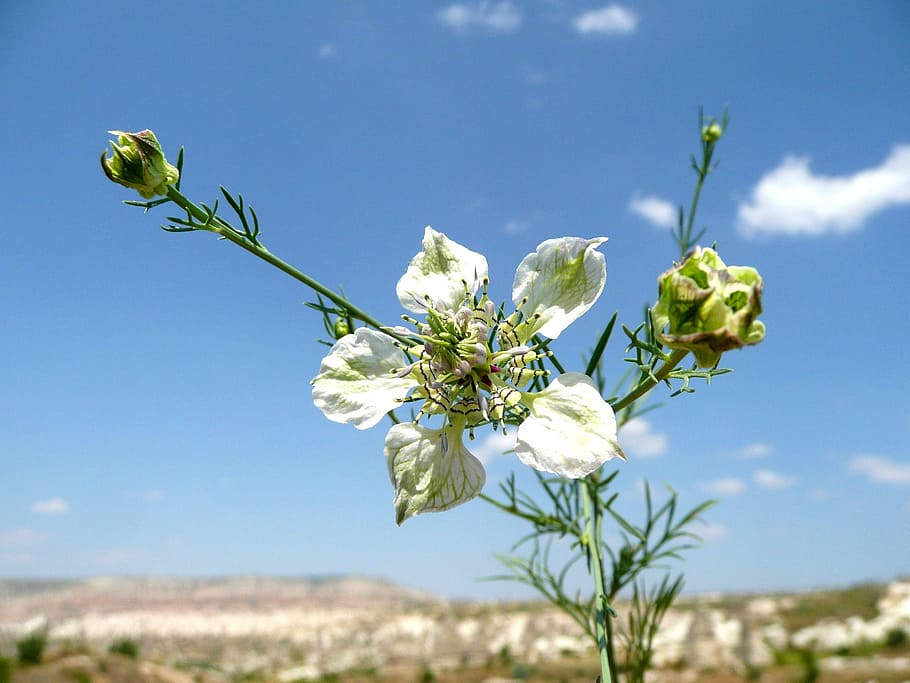 Flower, Petals, sky, nature, day, outdoors, growth, flowering plant HD wallpaper