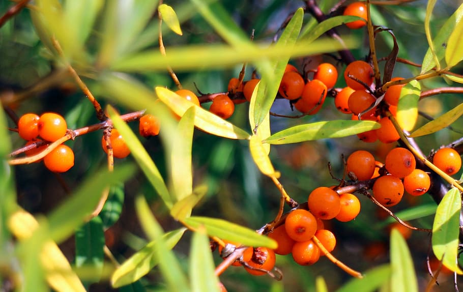 sea buckthorn, fruits, berries, orange, red, bush, rowanberries