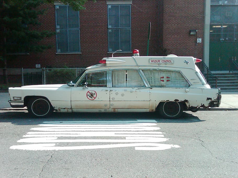 Wildlife control, white station wagon on gray surface, car, vehicle HD wallpaper