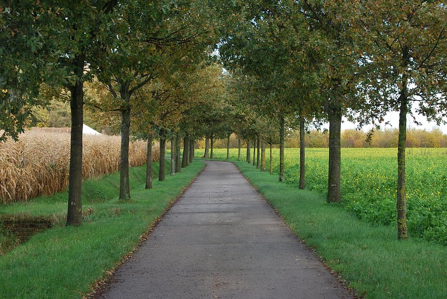 nature, trees, road, path, autumn, beauty, fields, plant, direction HD wallpaper