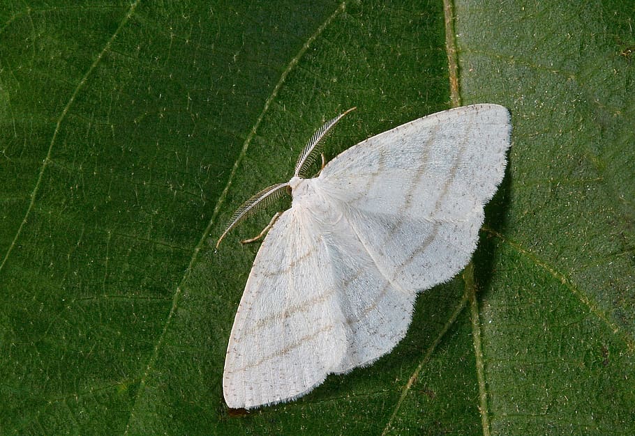 moth, close up, nature, insect, macro, bug, wildlife, entomology HD wallpaper