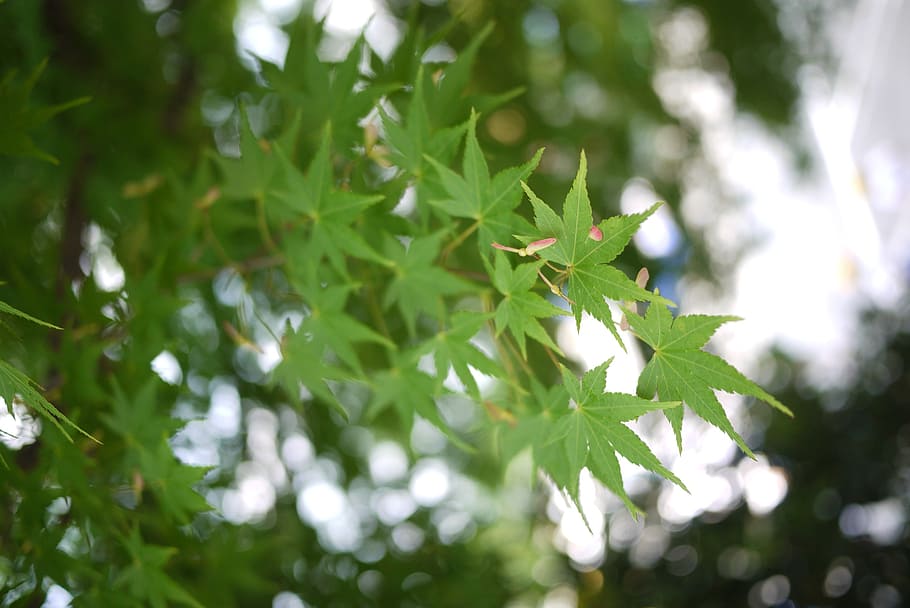 maple, green, leaf, macro, nature, plant, background, plant part HD wallpaper