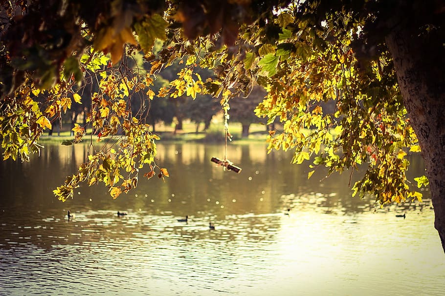 green tree beside body of water, body of water near tree, stick HD wallpaper