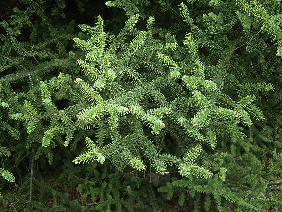 tree, shrub, forest, tree branches, nature, fir, growth, green color HD wallpaper