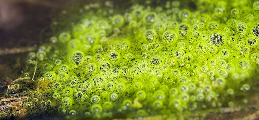 untitled, bubble, frog, babies, abstract, organic, round, circle HD wallpaper