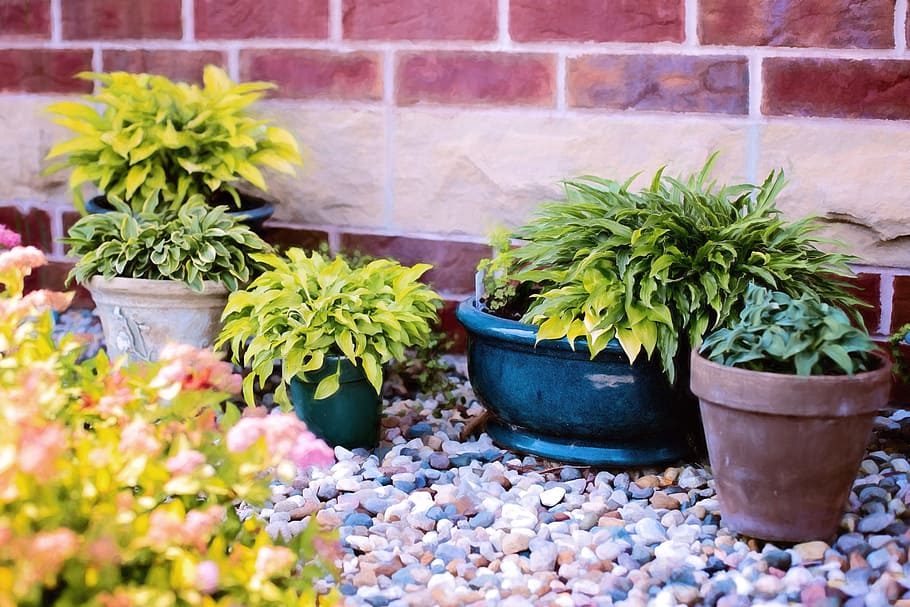 yellow and green potted plants beside brown and beige concrete brick wall at daytime, HD wallpaper
