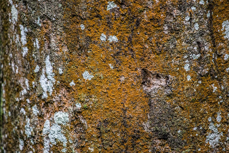 Close-up of dark yellow moss on tree bark, closeup photo of tree bark HD wallpaper