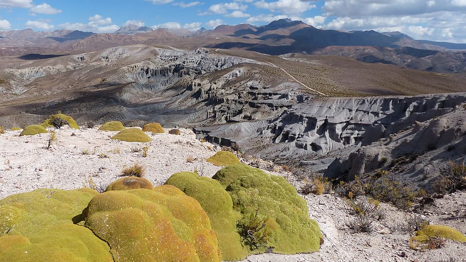 plant, yareta, desert, bolivia, andes, altiplano, mountain, HD wallpaper