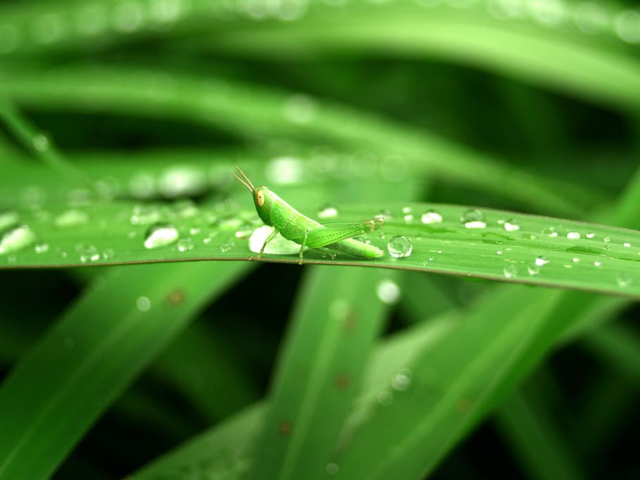 water, drops, leaf, grass, green, dew, rain, closeup, life HD wallpaper