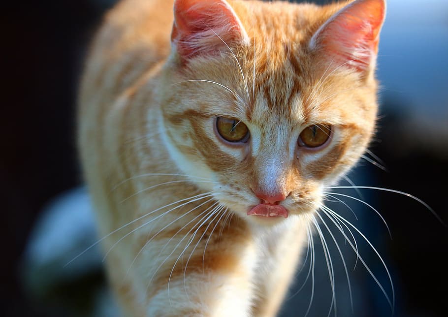 selective focus photography of orange tabby cat, kitten, mieze HD wallpaper