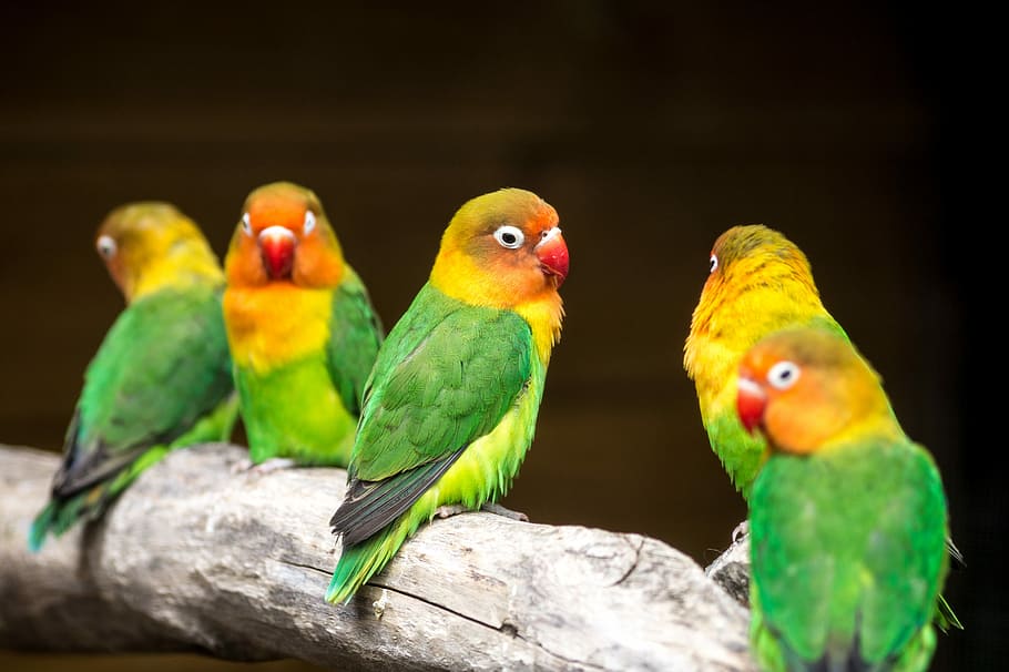 five yellow-and-green birds on tree branch, Love Birds, Birds, Birds