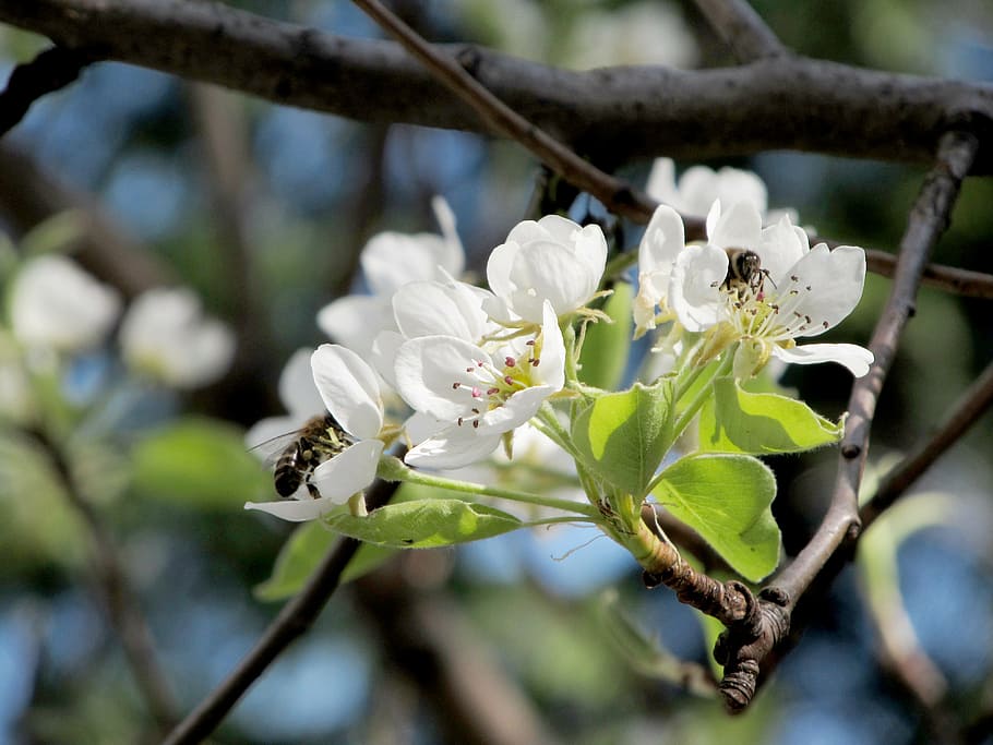 pear, flower, bee, spring, nature, bee on flower, branch, tree HD wallpaper